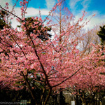 林試の森の河津桜